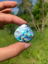 Charger l&#39;image dans la galerie, Abalone 65
