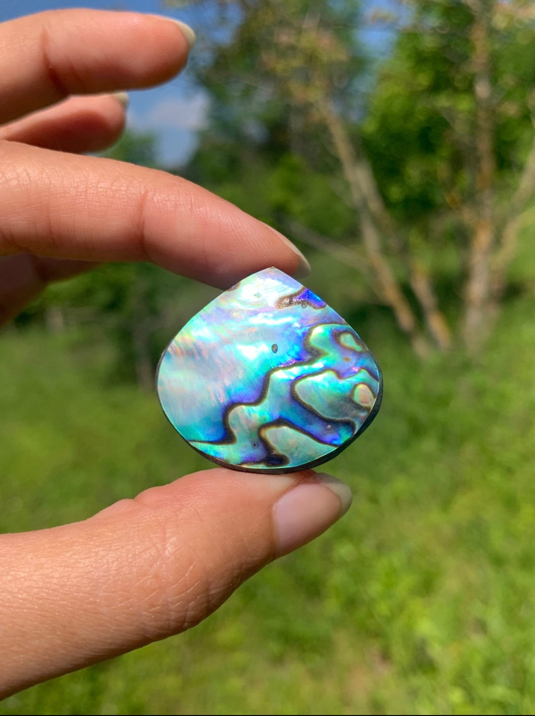 Abalone 65