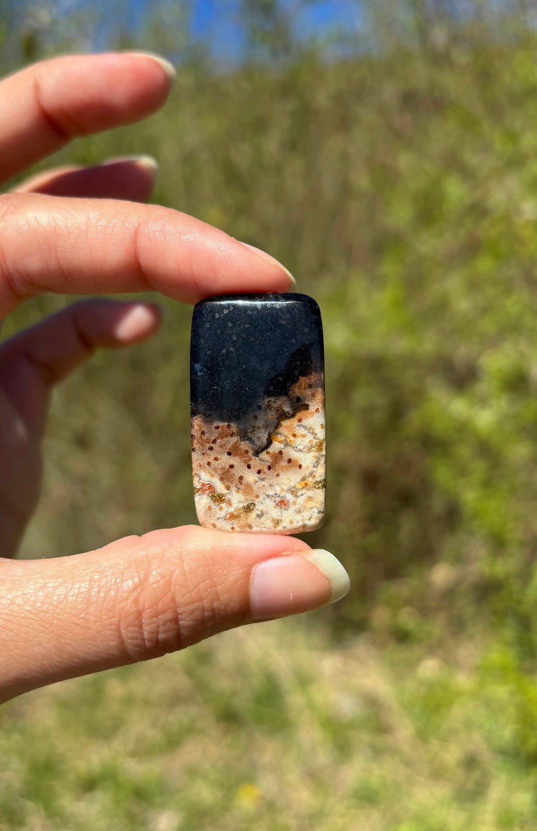 Bois fossilisé 9