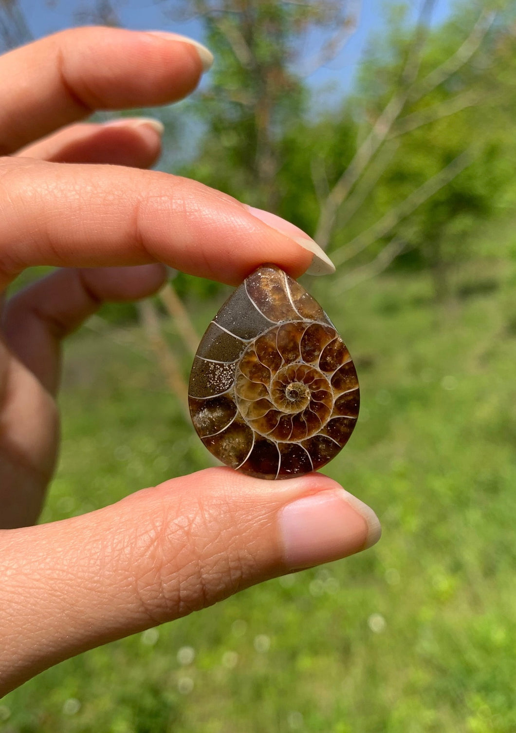 Ammonite de Madagascar 13
