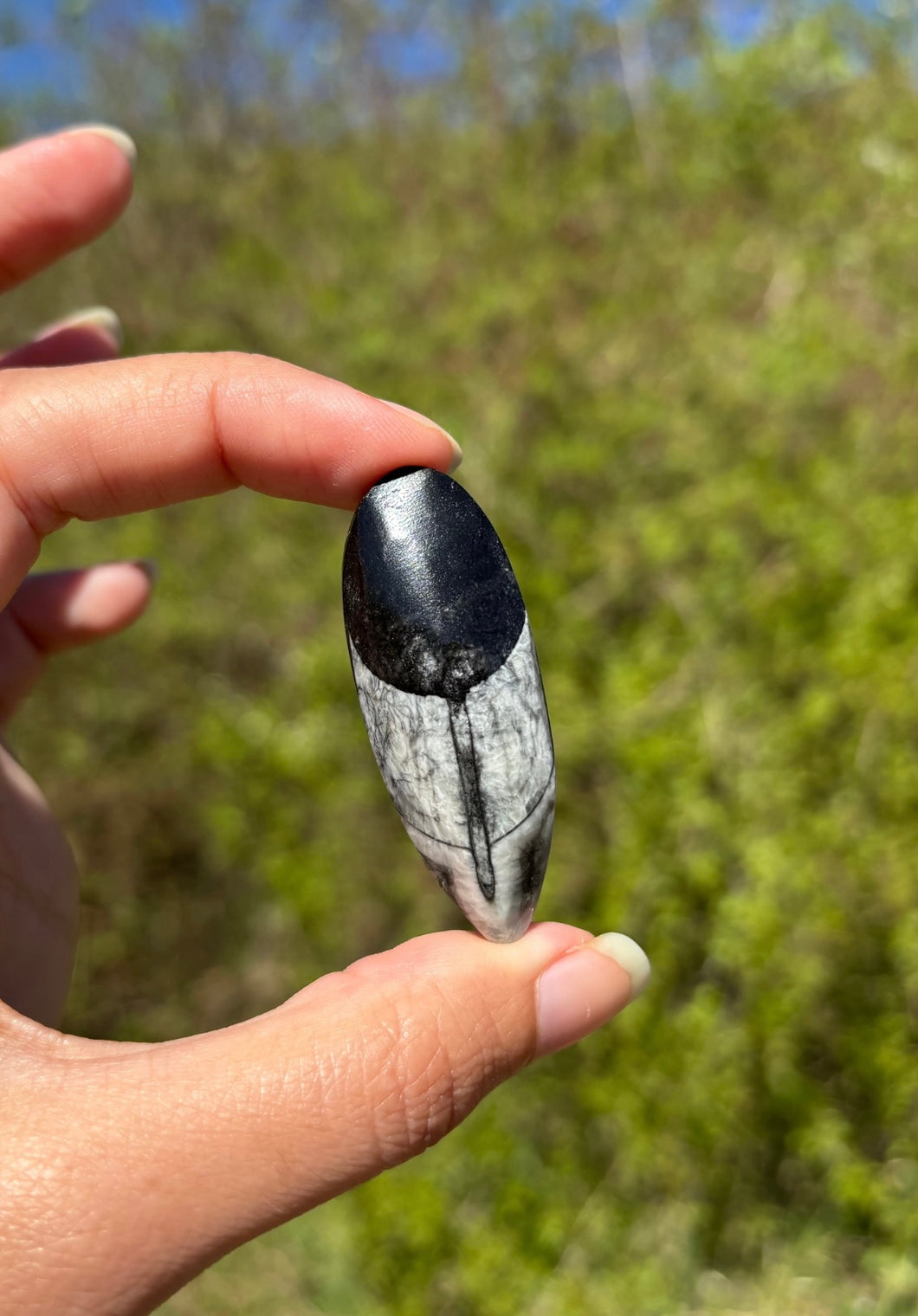 Orthoceras 1