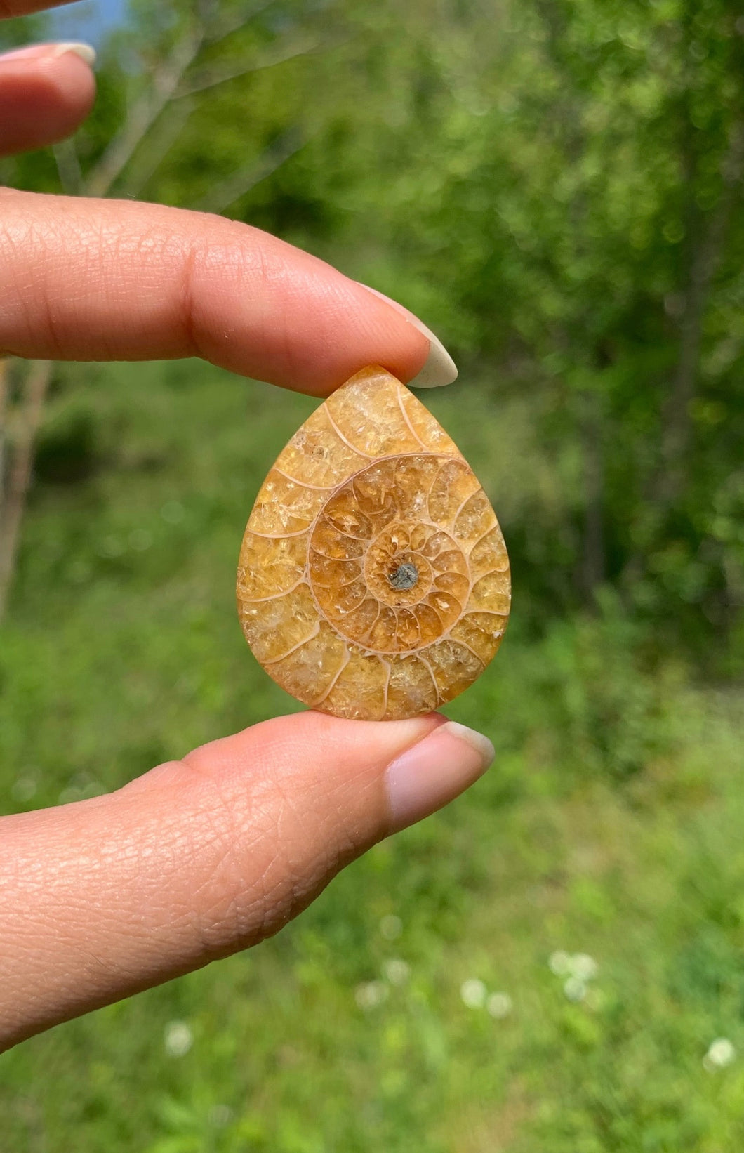 Ammonite de Madagascar 16