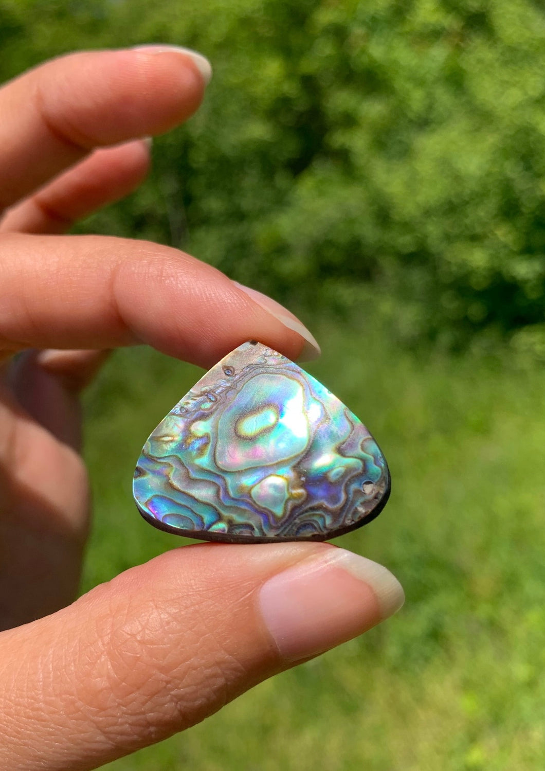 Abalone 75