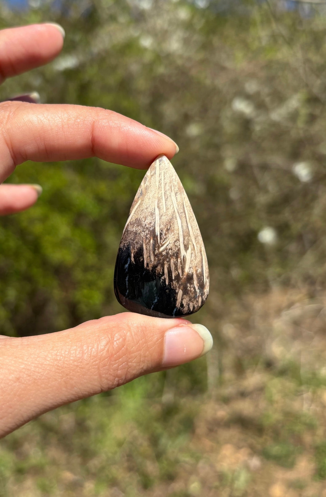 Bois fossilisé 14