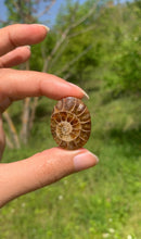 Charger l&#39;image dans la galerie, Ammonite de Madagascar 9
