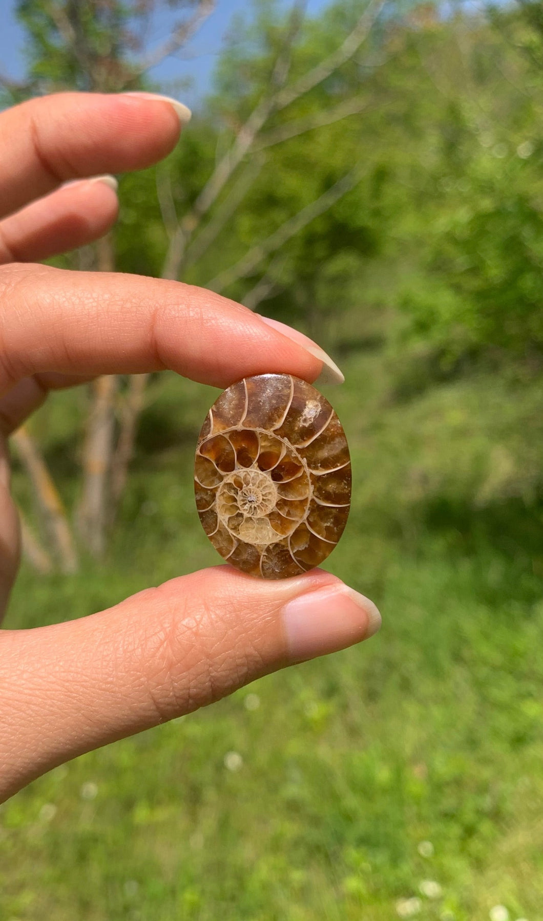 Ammonite de Madagascar 9