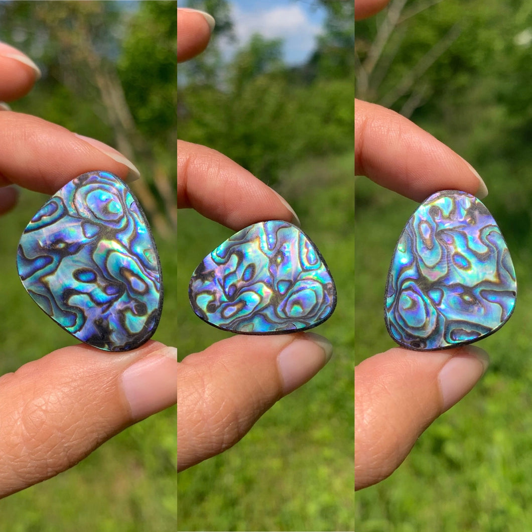 Abalone 64