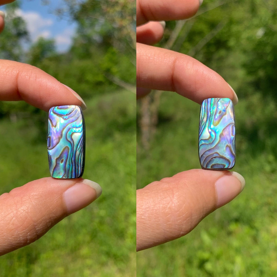 Abalone 68