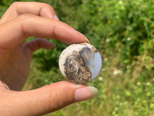 Charger l&#39;image dans la galerie, Ammonite 12
