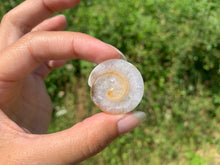 Charger l&#39;image dans la galerie, VENDU Ammonite 15
