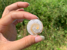 Charger l&#39;image dans la galerie, VENDU Ammonite 15
