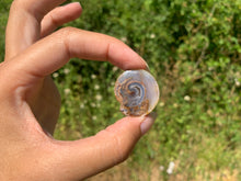 Charger l&#39;image dans la galerie, VENDU Ammonite 34
