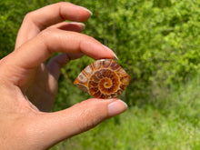 Charger l&#39;image dans la galerie, Ammonite de Madagascar 2
