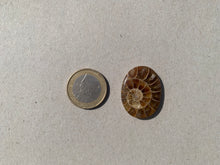 Charger l&#39;image dans la galerie, Ammonite de Madagascar 9
