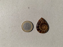 Charger l&#39;image dans la galerie, Ammonite de Madagascar 10
