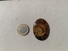 Charger l&#39;image dans la galerie, Ammonite de Madagascar 12
