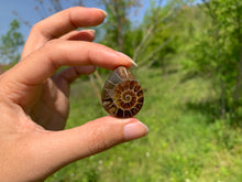 Charger l&#39;image dans la galerie, Ammonite de Madagascar 13
