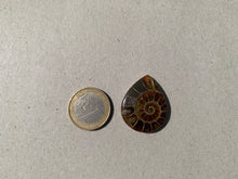 Charger l&#39;image dans la galerie, Ammonite de Madagascar 13
