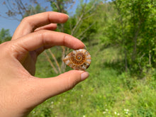 Charger l&#39;image dans la galerie, Ammonite de Madagascar 14
