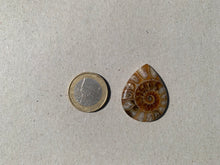 Charger l&#39;image dans la galerie, Ammonite de Madagascar 14
