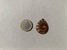 Charger l&#39;image dans la galerie, Ammonite de Madagascar 15
