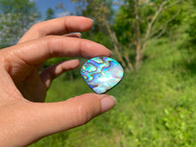 Charger l&#39;image dans la galerie, Abalone 65
