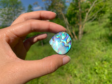 Charger l&#39;image dans la galerie, Abalone 65
