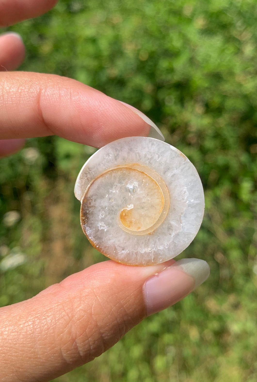 VENDU Ammonite 15