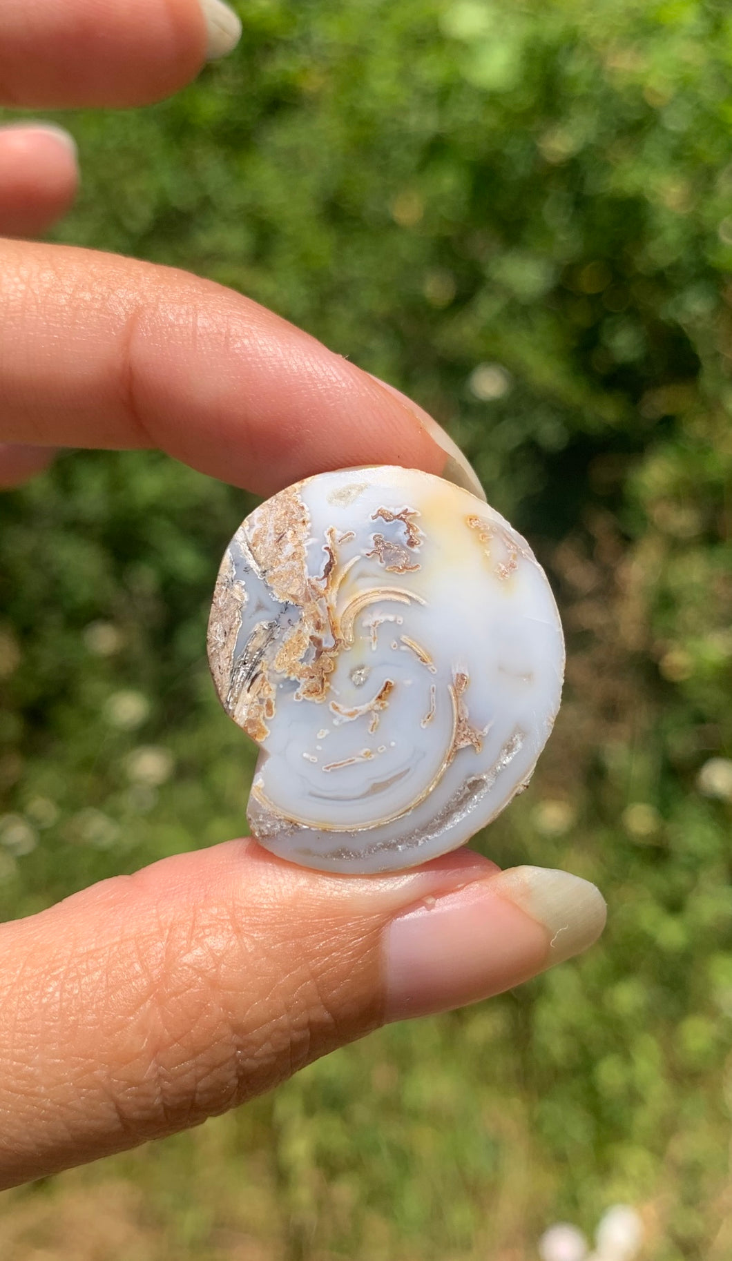 Ammonite 23