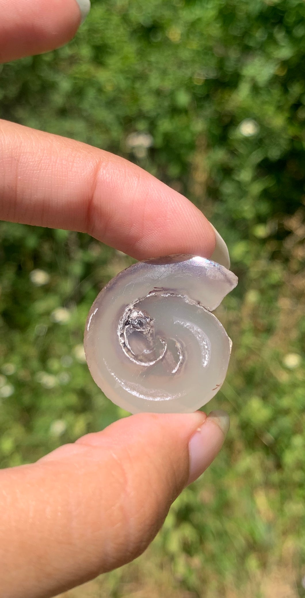 Ammonite 28