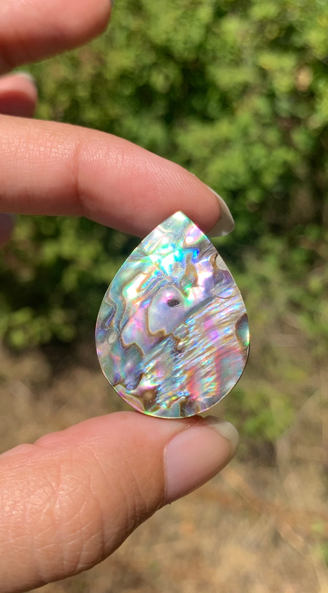 VENDU Abalone 48