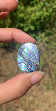 Charger l&#39;image dans la galerie, VENDU Abalone 50
