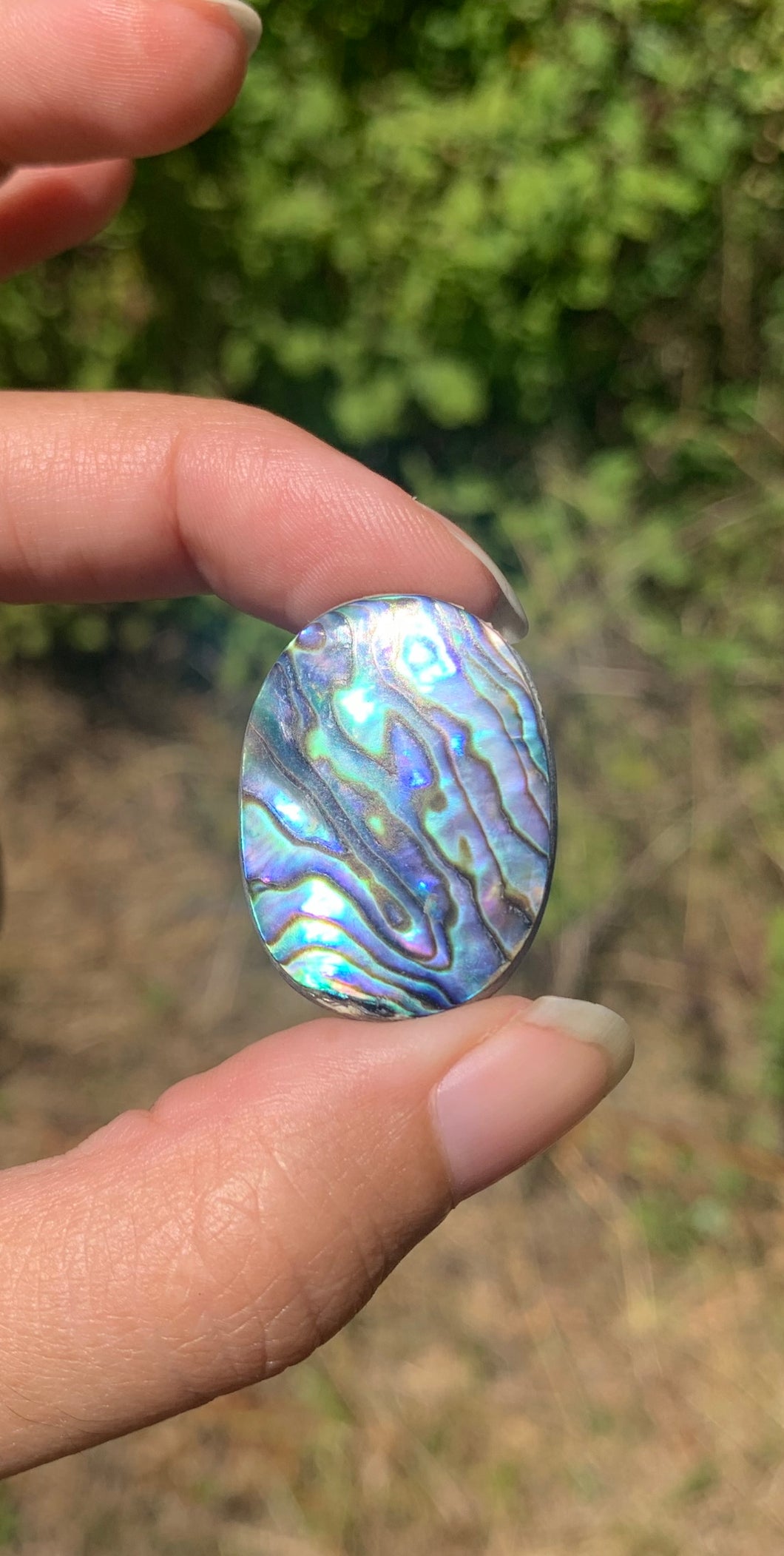 VENDU Abalone 50