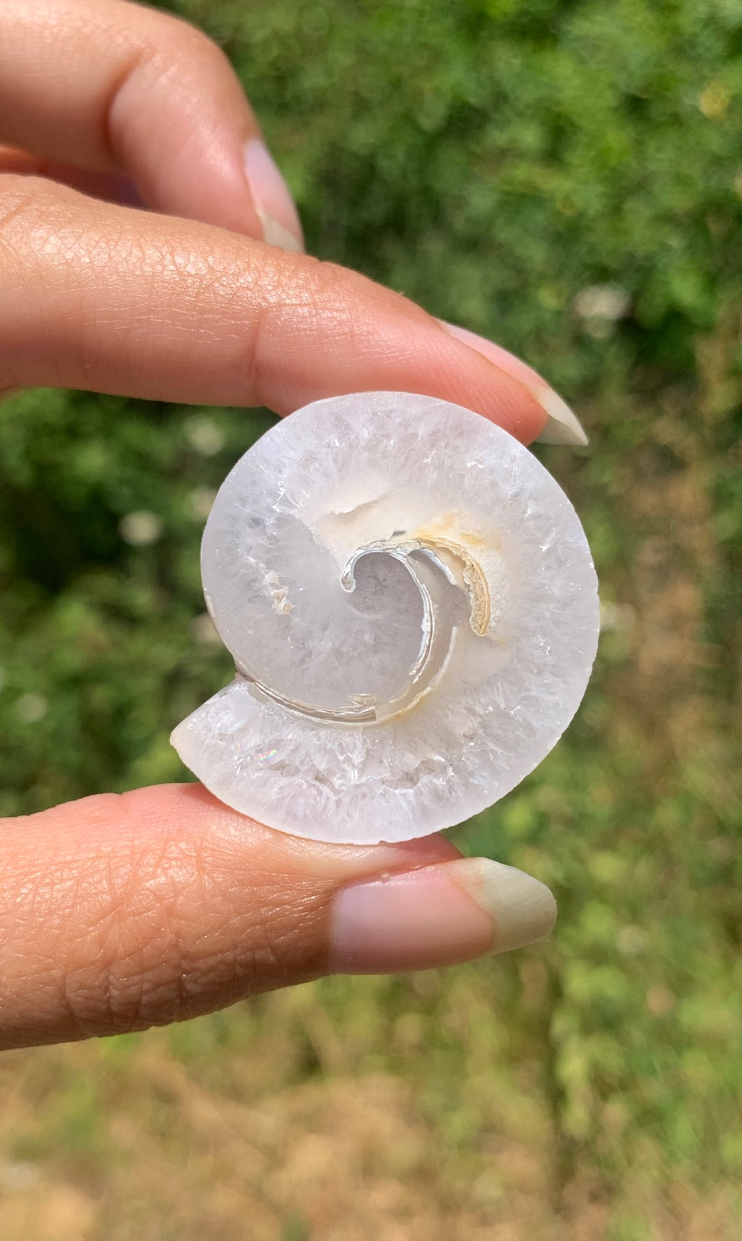 Ammonite 24