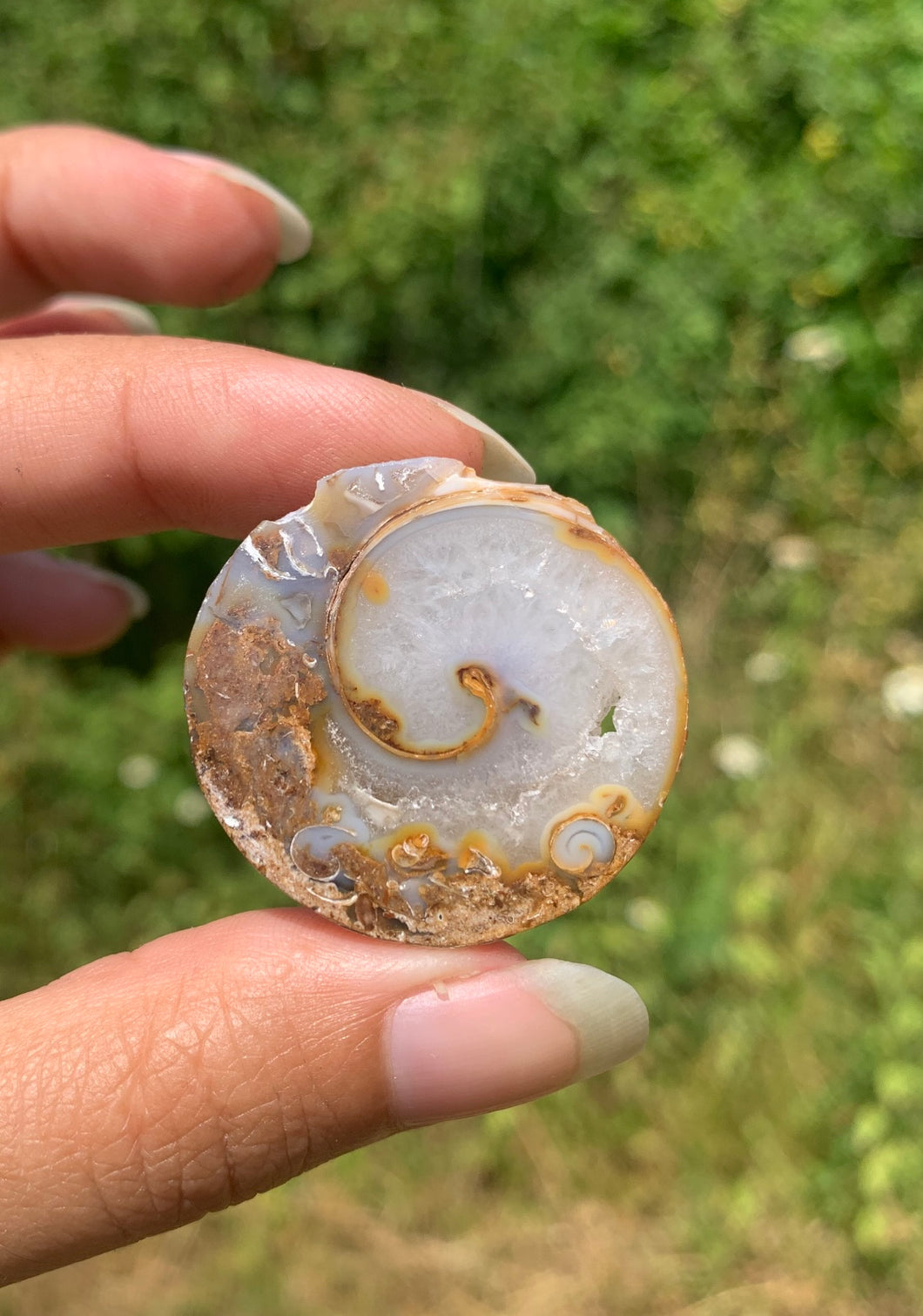 Ammonite 11