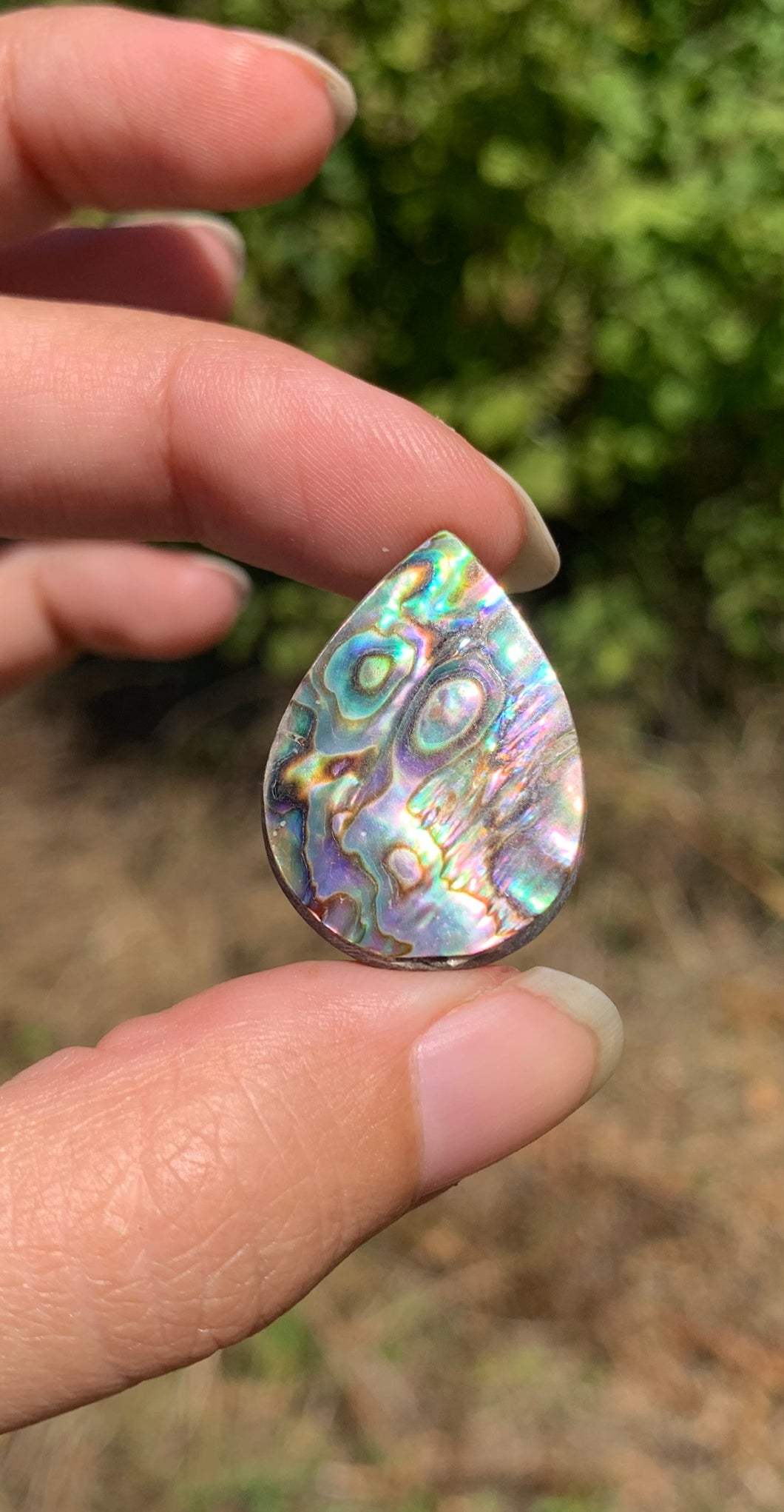 VENDU Abalone 39