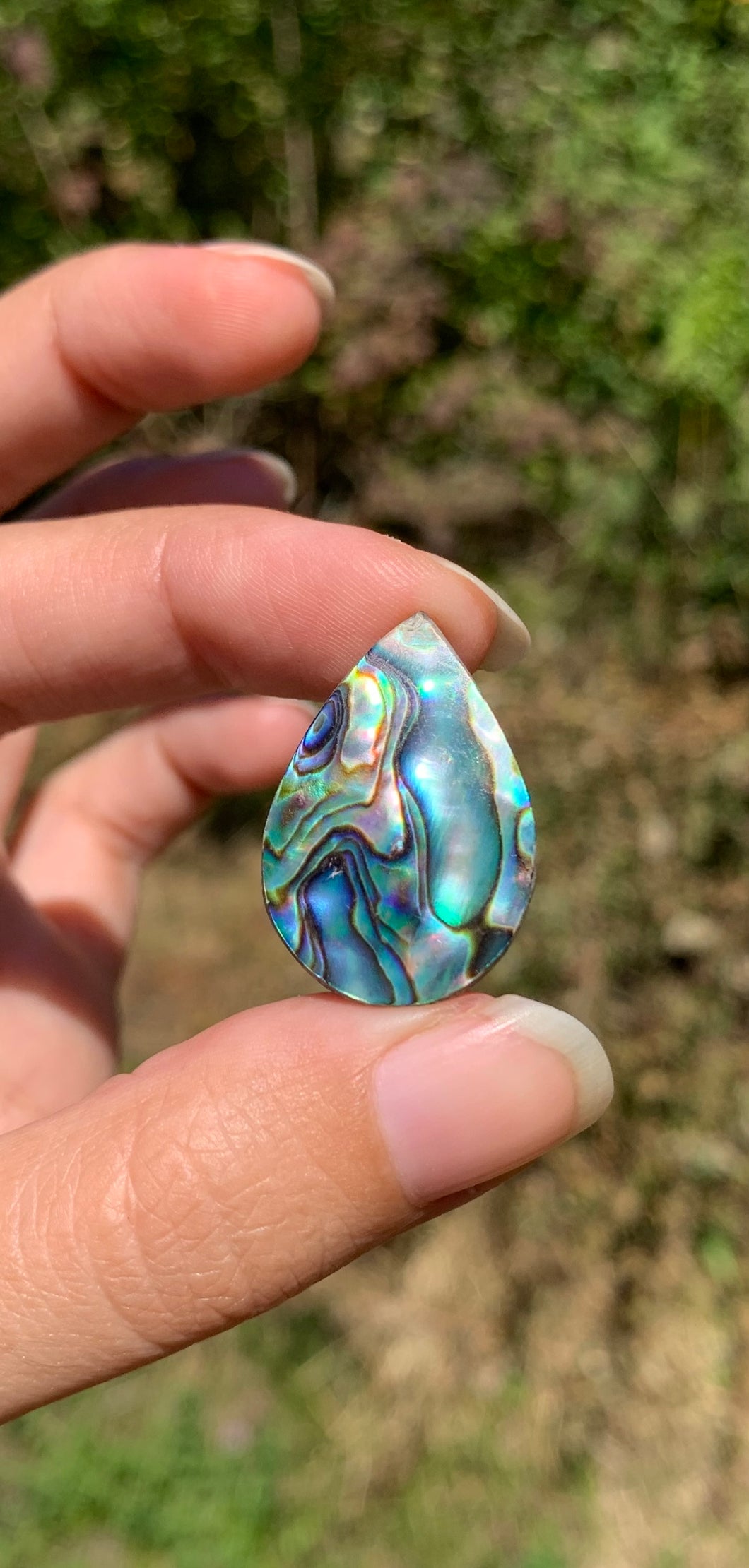 VENDU Abalone 38