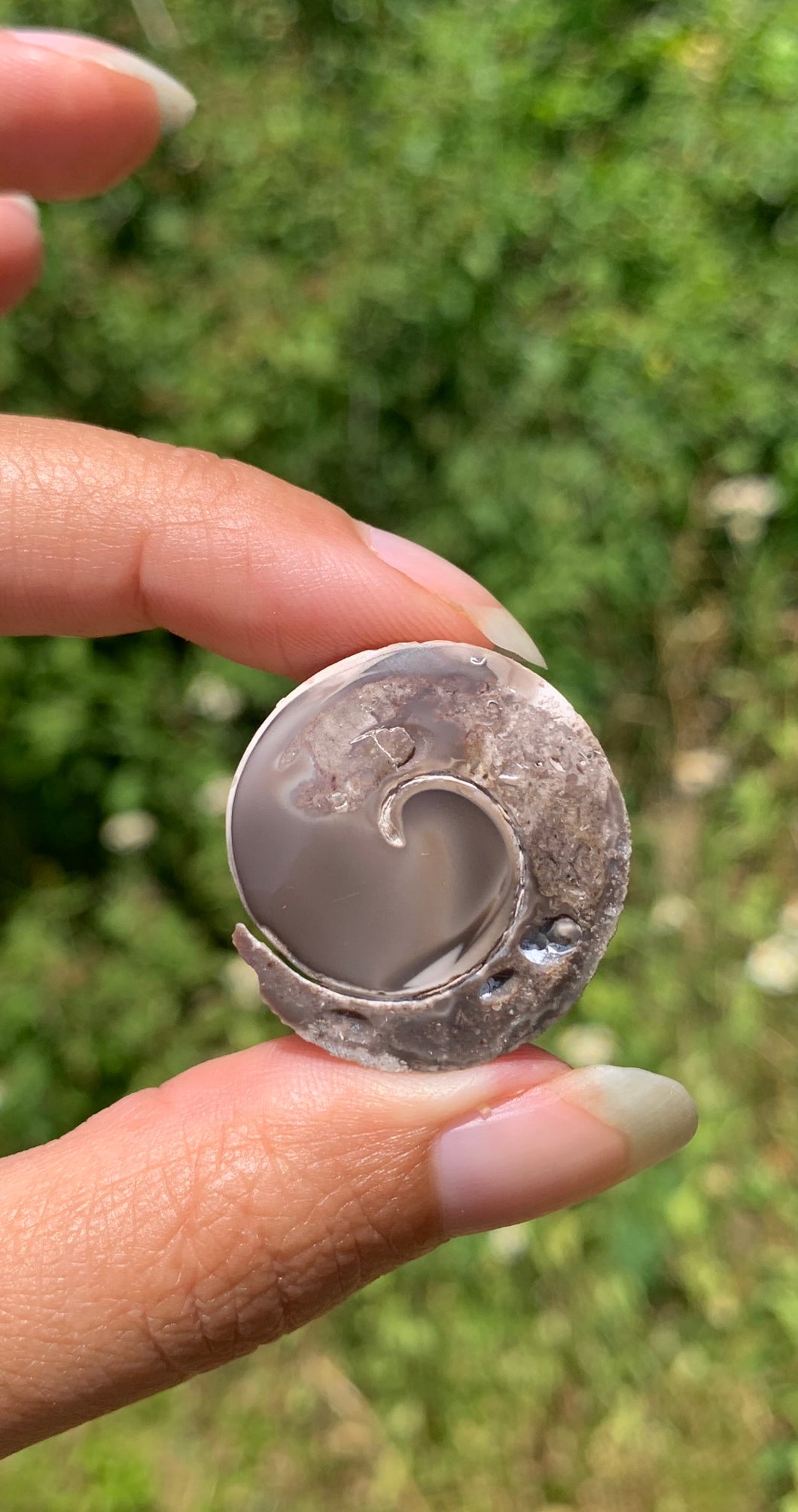 VENDU Ammonite 27
