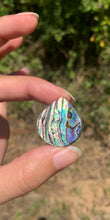 Charger l&#39;image dans la galerie, VENDU Abalone 43
