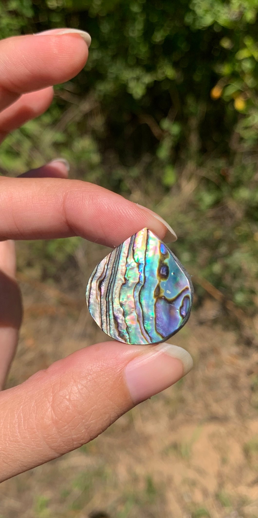 VENDU Abalone 43