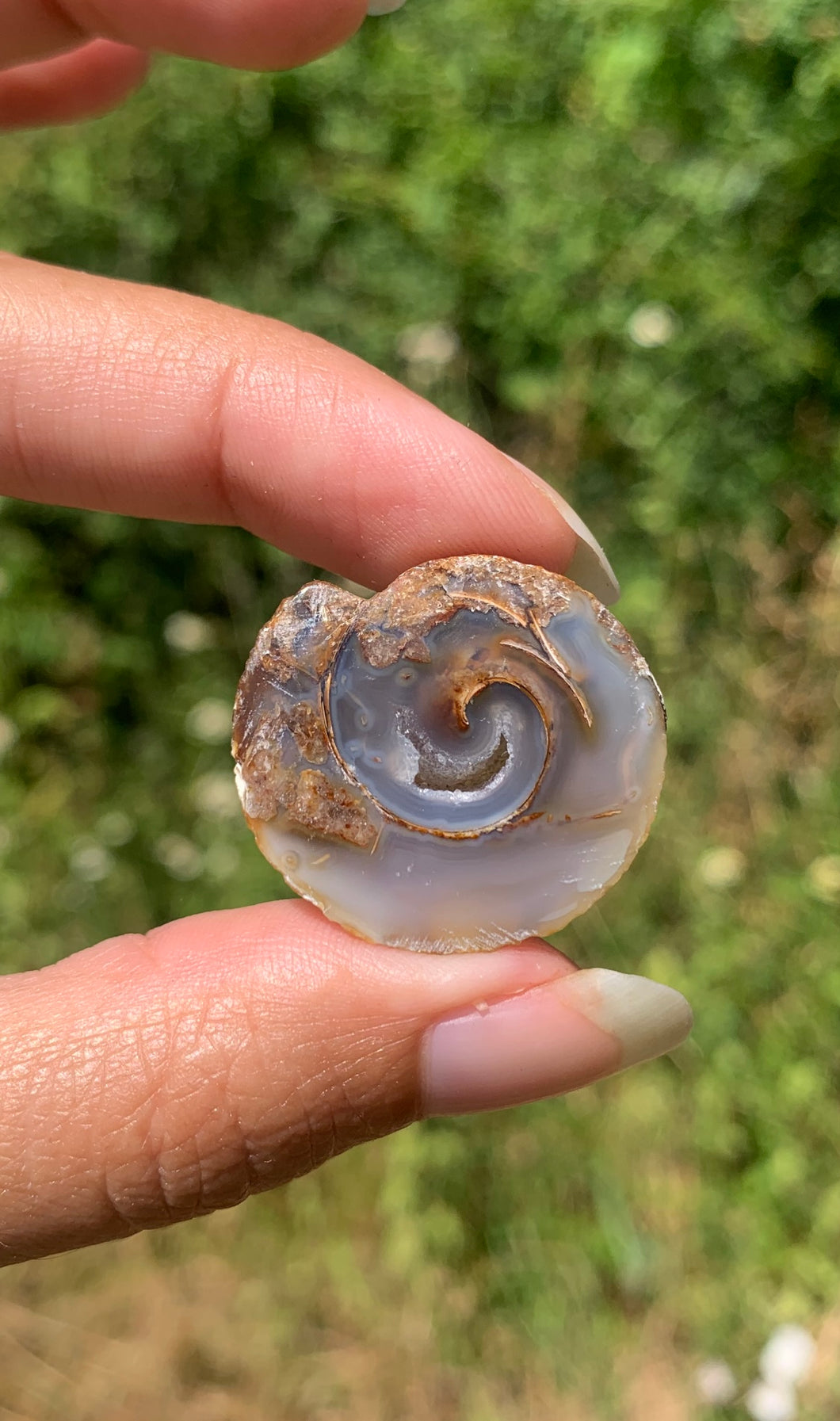 VENDU Ammonite 34