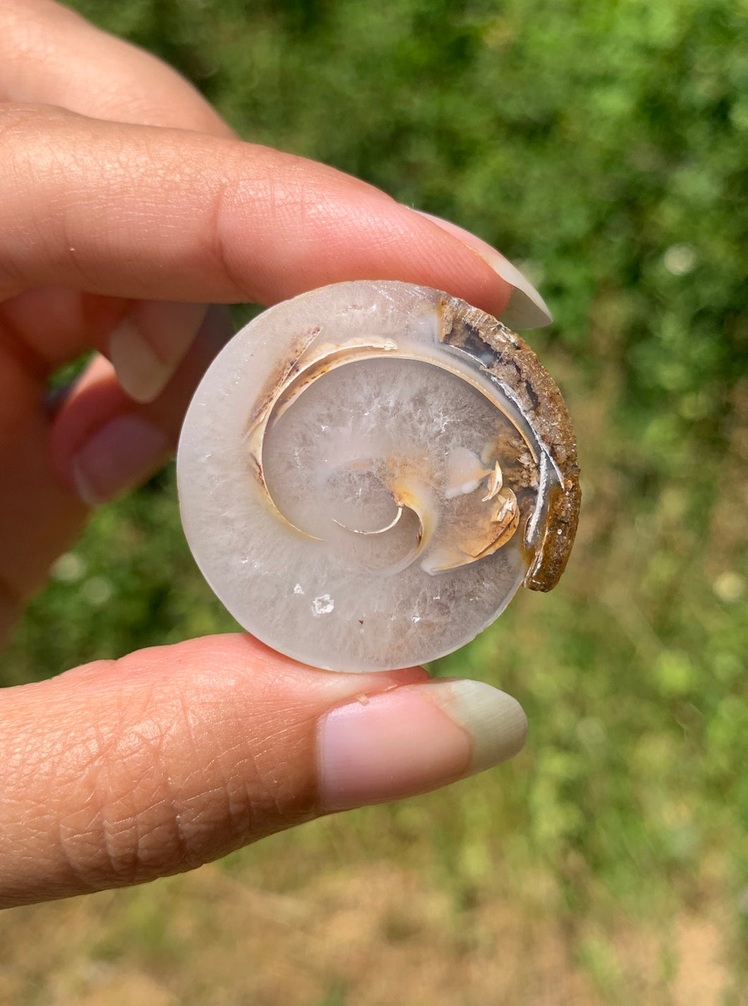 Ammonite 35