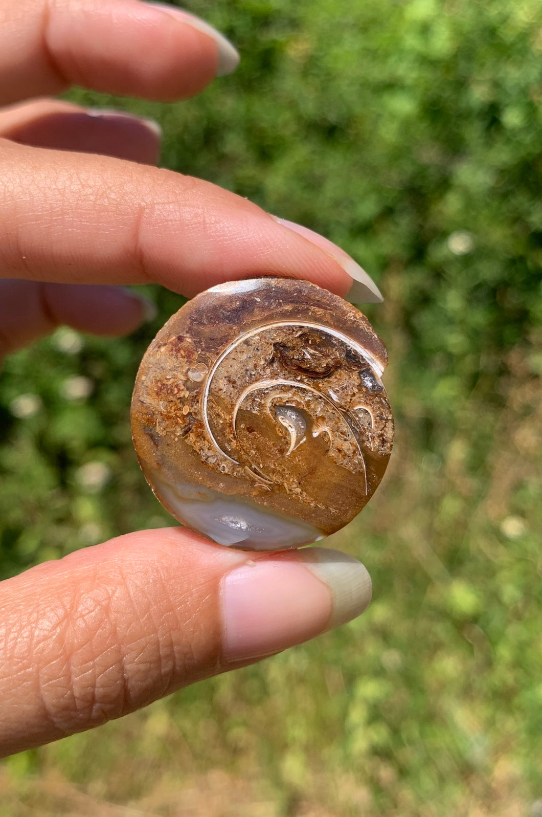 VENDU Ammonite 36