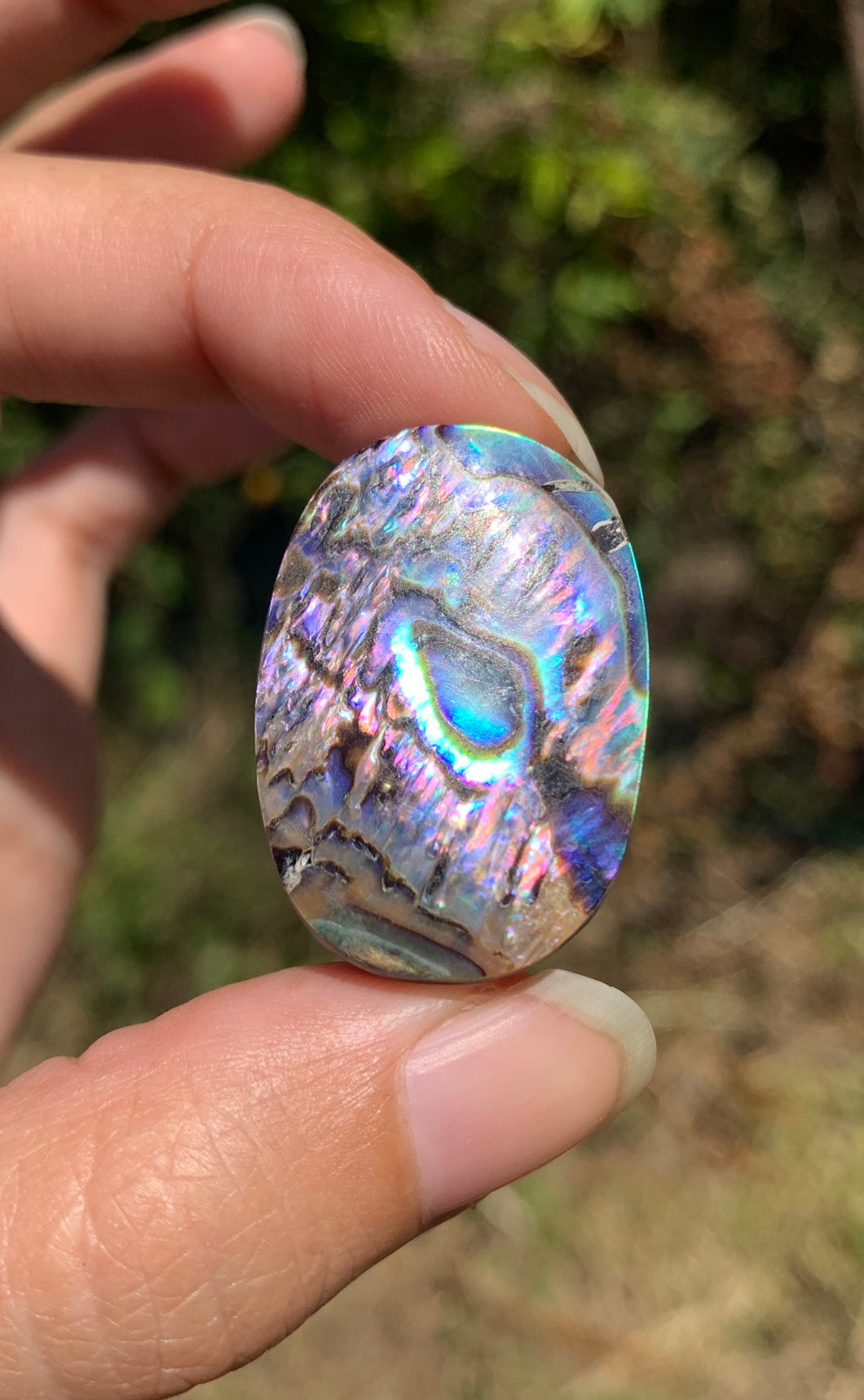 VENDU Abalone 44