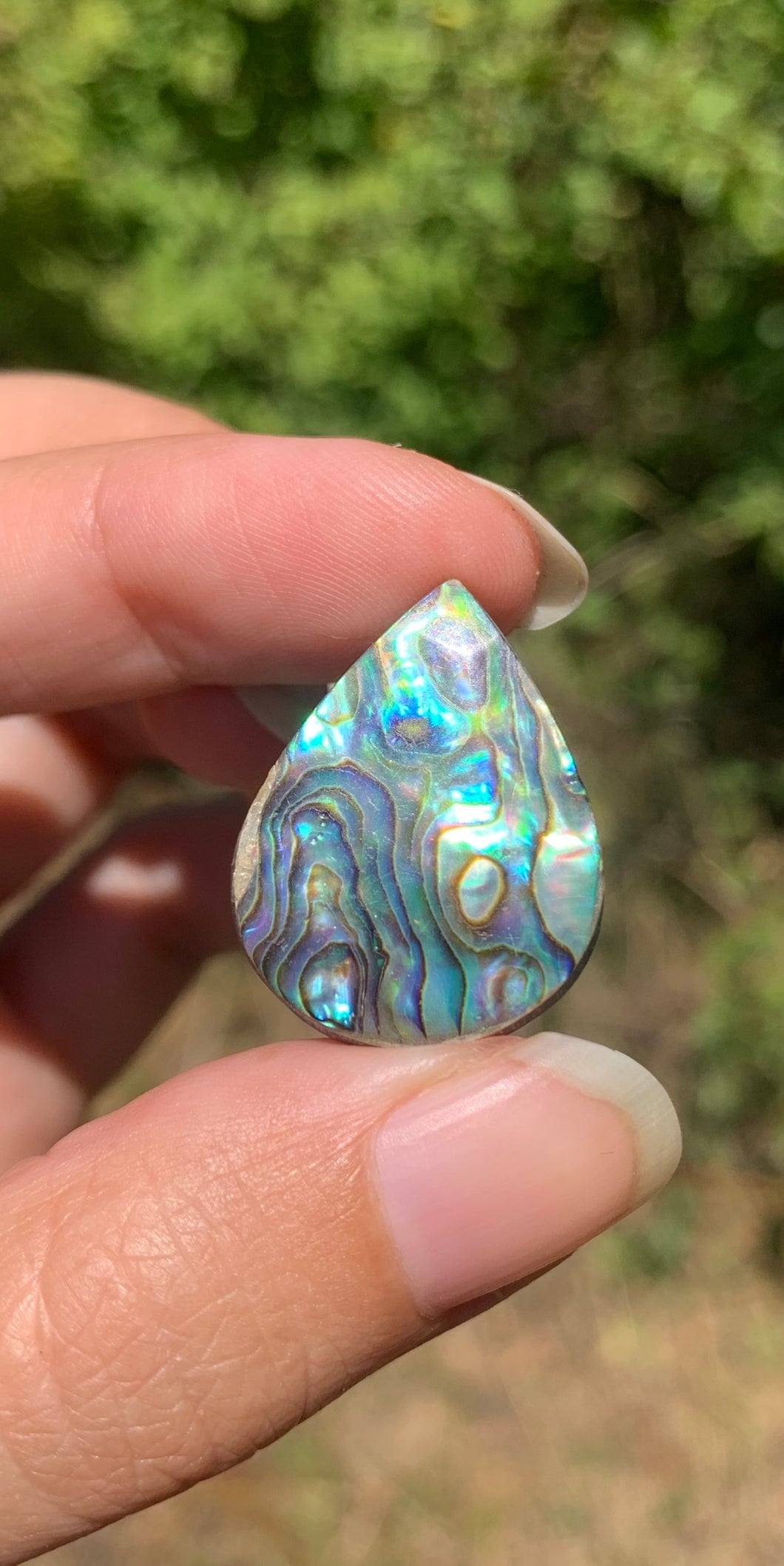 VENDU Abalone 41