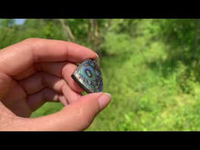 Charger et lire la vidéo dans la visionneuse de la Galerie, Abalone 75
