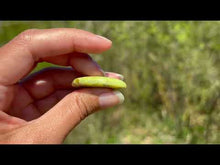Charger et lire la vidéo dans la visionneuse de la Galerie, Opale Commune Verte 14
