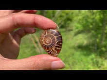 Charger et lire la vidéo dans la visionneuse de la Galerie, Ammonite de Madagascar 10
