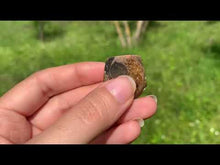 Charger et lire la vidéo dans la visionneuse de la Galerie, Ammonite de Madagascar 8

