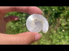 Charger et lire la vidéo dans la visionneuse de la Galerie, Ammonite 24
